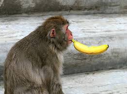 monkey smoking a banana
